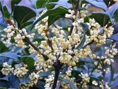 桂花開
