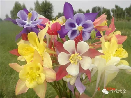 耧斗菜 耧斗菜