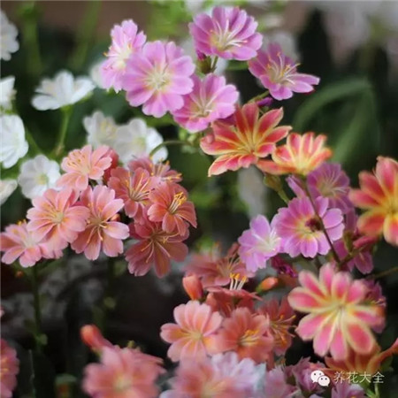 露薇花 露薇花