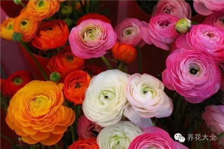 花毛茛 花毛茛