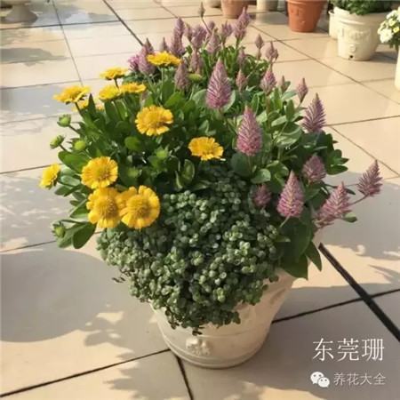 澳洲狐尾 澳洲狐尾