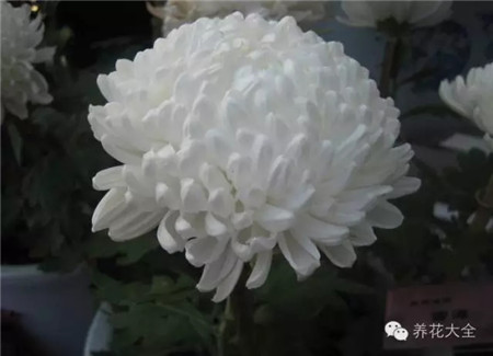 雪海 雪海