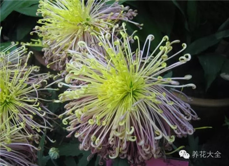 仙灵芝 仙灵芝