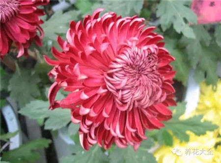 墨菊 墨菊