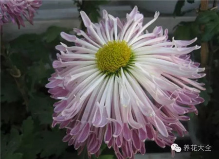 龙吐珠 龙吐珠