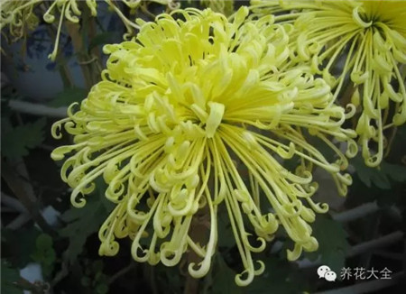 礼花 礼花