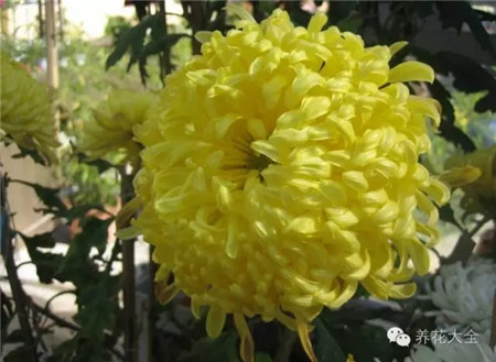 黄香梨 黄香梨