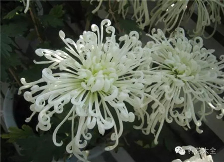 花红柳绿 花红柳绿