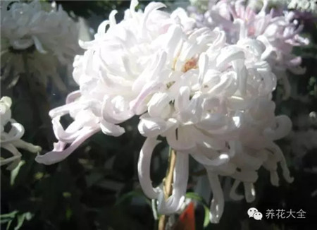 粉毛菊 粉毛菊