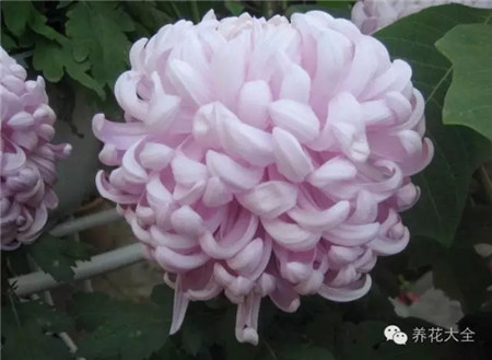 粉葵 粉葵