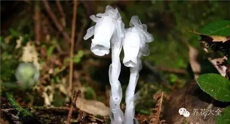 水晶兰 水晶兰