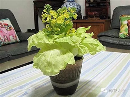 大头菜盆栽 大头菜盆栽