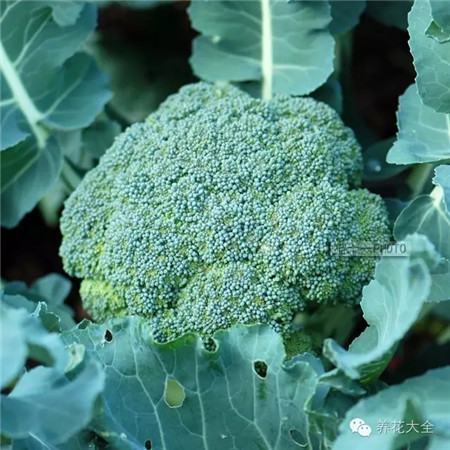 养花精选 花园花事 西兰花大头菜玉米,开花太美了 要想西兰花开花可以