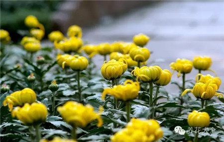 推迟开花
