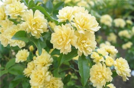 木香花的养殖方法
