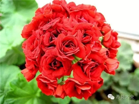 o朱红玫瑰蕾 o朱红玫瑰蕾