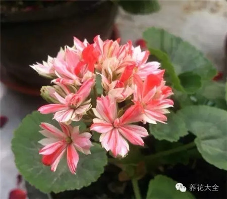 o瑞士之星 o瑞士之星