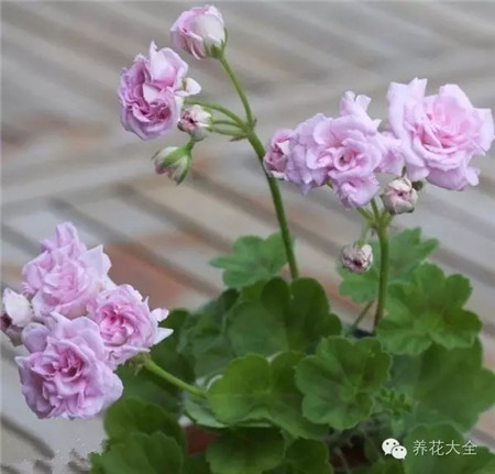 o洛可可 o洛可可