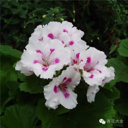 o皇室白彩 o皇室白彩