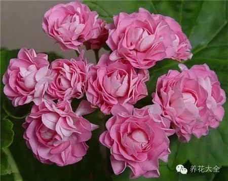 o粉天鹅 o粉天鹅