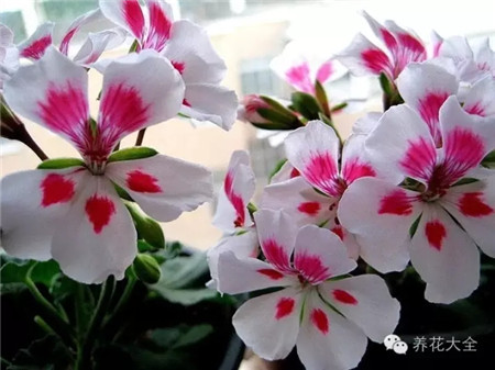 o菲舍白飞溅 o菲舍白飞溅