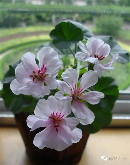 o菲舍月神 o菲舍月神