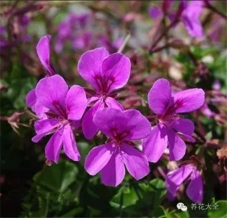 o丁香紫色 o丁香紫色