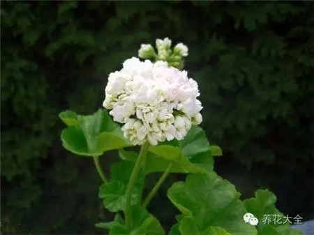 o白碗 o白碗