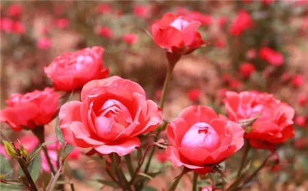 月季花 月季花