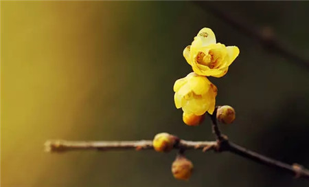 蜡梅花 蜡梅花