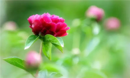 芍药花 芍药花
