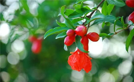 石榴花 石榴花