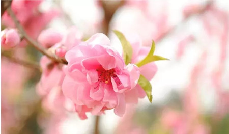 桃花 桃花