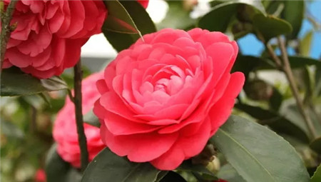 山茶花 山茶花