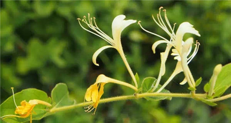 金银花 金银花