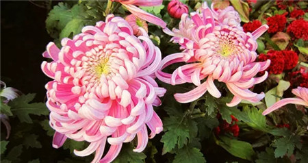 菊花 菊花