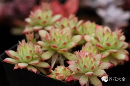 红蔓莲 红蔓莲