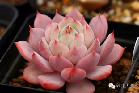 棱镜 棱镜