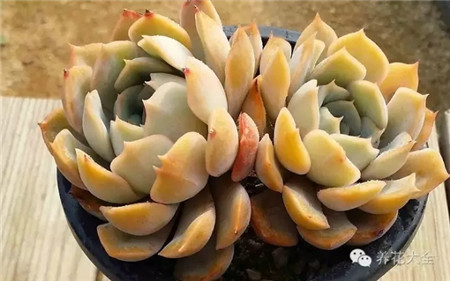 欧菲娜 欧菲娜