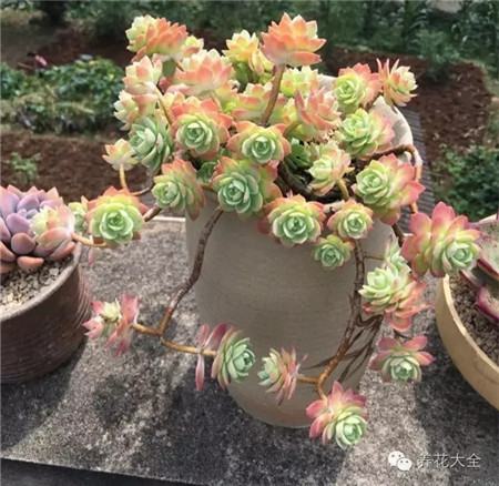 三色堇 三色堇