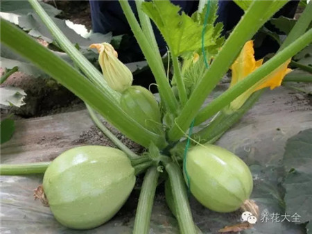 茭瓜 茭瓜