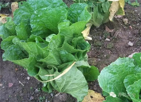 白菜 白菜