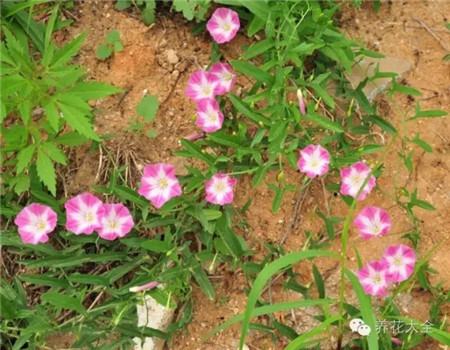 田旋花 田旋花