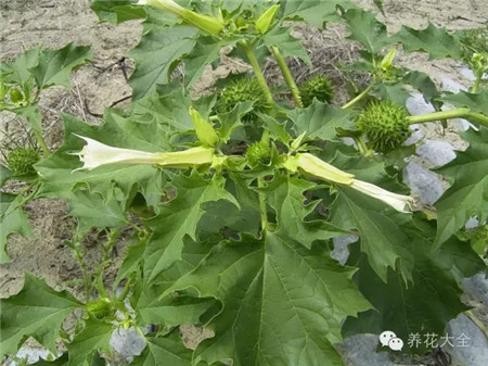 曼陀罗 曼陀罗