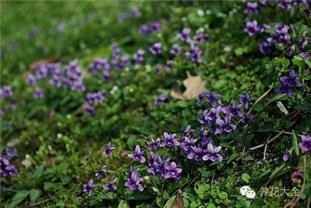 紫花地丁 紫花地丁
