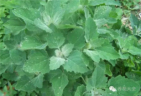 灰菜 灰菜