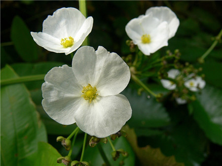 茨菰的养殖方法 茨菰的养殖方法