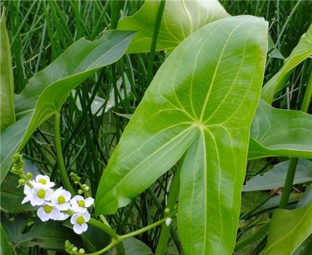 茨菰的养殖注意事项 茨菰的养殖注意事项
