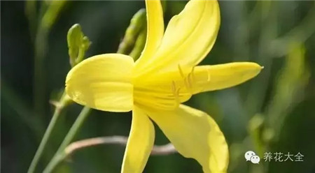 萱草 萱草