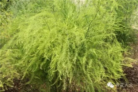 石刁柏 石刁柏